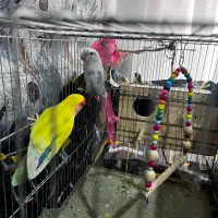 جفت طوطی کوتوله رنگ خاص مولد کار داده باقفس و لونه|پرنده|هشتگرد, شهرک ایران خودرو|دیوار