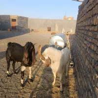 میش ونربز|حیوانات مزرعه|تربت جام, پاسداران|دیوار