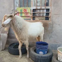 نری سانن بذری|حیوانات مزرعه|کرمان, |دیوار