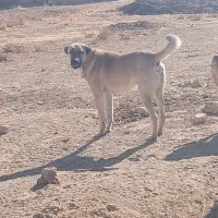 سگ گله ای سرابی|سگ|اسفرورین, |دیوار