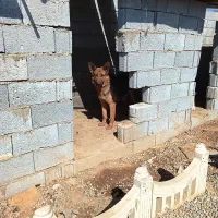 نرو ماده ژرمن