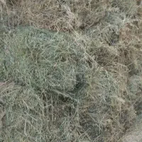 بیده قالبی|خدمات باغبانی و درختکاری|جیرفت, |دیوار