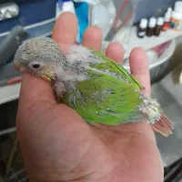 گرینچیگ|پرنده|بیرجند, |دیوار