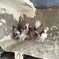کبوتر یا کفتر|پرنده|کبودرآهنگ, |دیوار