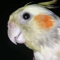 گمشده عروس هلندی نر خاکستری پرند