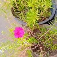 گل ناز آفتاب . آلوورا. نهال بادام حراج
