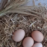 تخم لاری تخم برهمادوتاشم دارم|حیوانات مزرعه|آستارا, |دیوار
