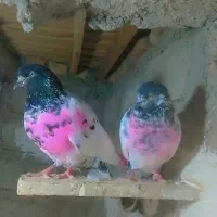 سلام دوستان و عشق بازان