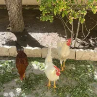 خروس