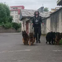 مربی سگ و پانسیون خانگی|خدمات آموزشی|رشت, گلسار|دیوار