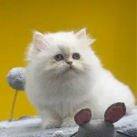 گربه بریتیش مو بلند سیلور چشم ابی (عکس واقعی)