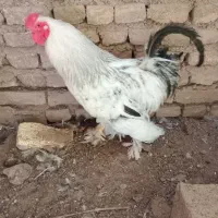 خروس نژادی و سرحال