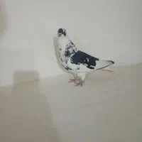 کبوتر ساعتی