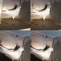 کفتر پرشی|پرنده|قم, حنیف نژاد|دیوار