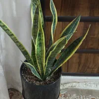 وسایل منزل|حراج|چناران, |دیوار