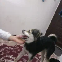 واگزری سگ دورگ هاسگی و ژرمن شپرز|سگ|مشهد, بهمن|دیوار