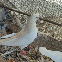 کبوتر|پرنده|عسلویه, |دیوار