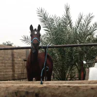 فروش کره نریون عرب خالص با خط خونی کورسی|اسب و تجهیزات اسبسواری|اهواز, دغاغله|دیوار