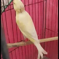 قناری ماده هوش