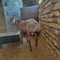 بره چینی غندوزی|حیوانات مزرعه|قائن, |دیوار