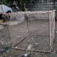 فروش قفس