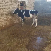 گاو.گوساله ماده جنس