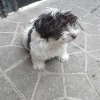 واگذاری دوقلاده سگ شیتزو تریل نر وماده بالغ|سگ|مشهد, علی آباد|دیوار