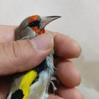 سهره  نر قواره داردورگ فیروز کوه