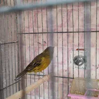 قناری ماده سهره دارابی