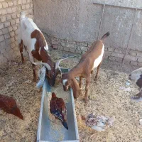 بز ماده با دو تا کهره  ماده و نر