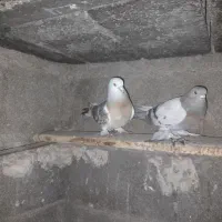 کبوتر گوگ