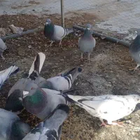 کبوتر پلاکی|پرنده|شاهینشهر, گرگاب|دیوار