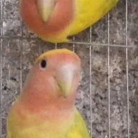 عروس هلندی و کتوله برزیلی