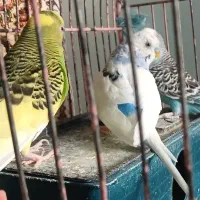 مرغ عشق|پرنده|کرج, چهارصد دستگاه|دیوار