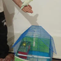 مرغ عشق