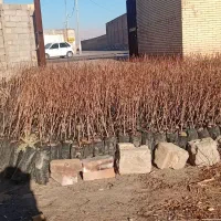 نهال درجه یک یزد نهال برکت