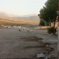 غاز محلی تخم گذار|حیوانات مزرعه|مشگین شهر, |دیوار