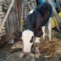 گوساله هلشتاین نر|حیوانات مزرعه|گرگان, |دیوار