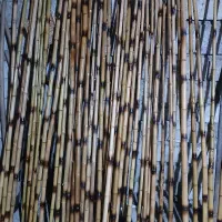 نی خیزران طلایی و دو رنگ