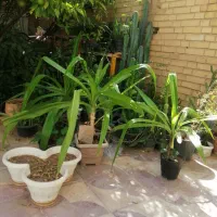 گل شاخ گوزنی|گل و گیاه طبیعی|شیراز, امام حسین|دیوار