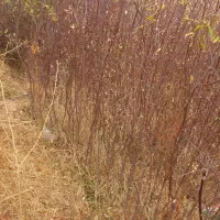 نهال بادام|خدمات باغبانی و درختکاری|شاهین دژ, |دیوار