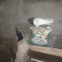 کبوتر|پرنده|قوچان, |دیوار