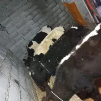 گوساله ماده ۴ تا گوساله نر ۱ دونه کلی