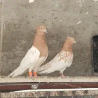 کله ای مسجدسلیمان|پرنده|اهواز, شهرک حفاری|دیوار