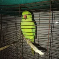 طوطی|پرنده|اهواز, کوی علوی|دیوار