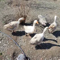 فروش غاز نر