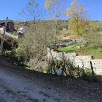 شبدر چین اول