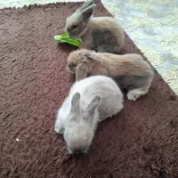 بچه خرگوش لپ هلندی