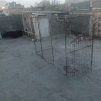 قفس پرنده ومرغ|لوازم جانبی حیوانات|مشهد, منزل آباد|دیوار