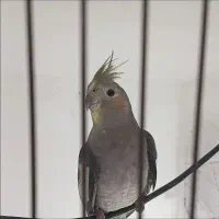 عروس جفت|پرنده|کوچصفهان, |دیوار